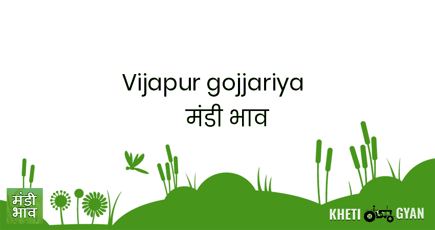 Vijapur(Gojjariya) मंडी भाव की ताज़ा तस्वीर
